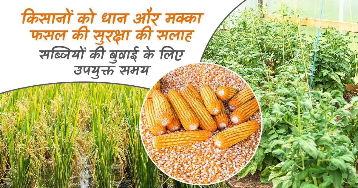 धान और मक्का फसल की सुरक्षा