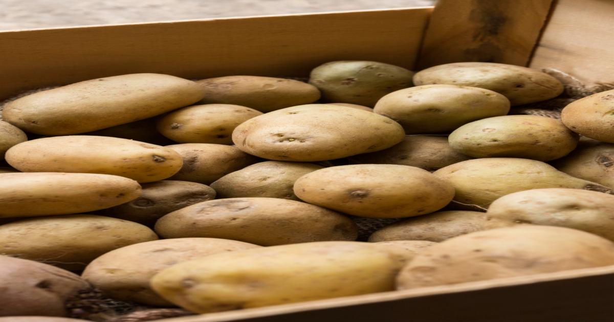 Potato Prices in Punjab