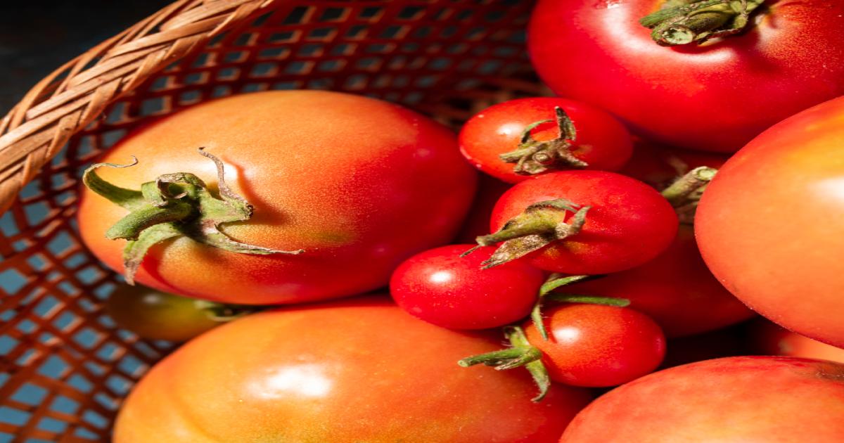 Tomato Market Price in Punjab