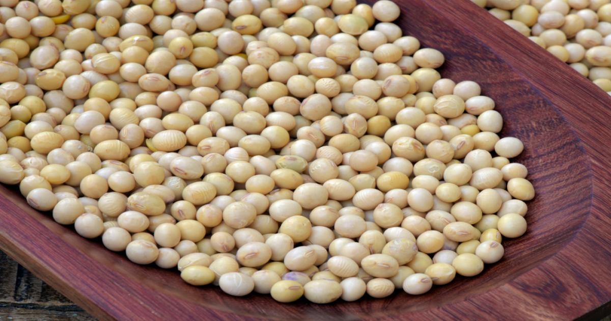 Soyabean rate in MP
