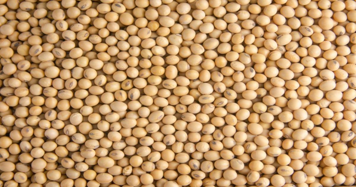 Soybean price