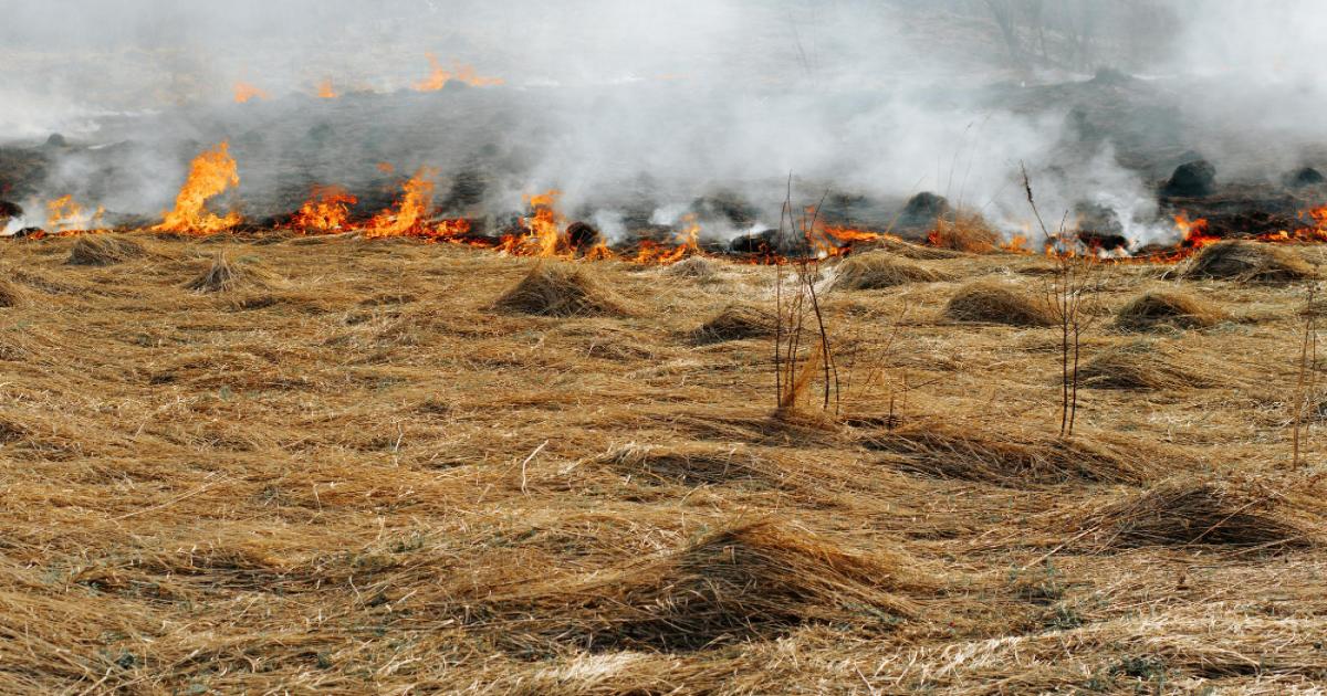 Stubble Burning