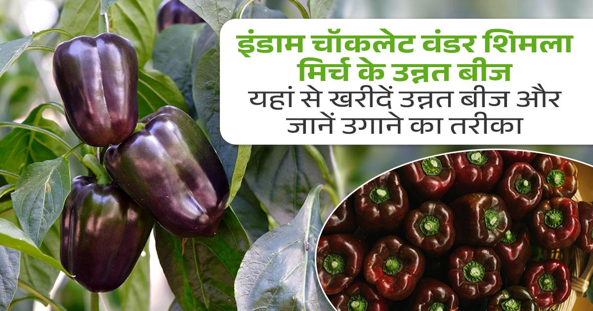शिमला मिर्च