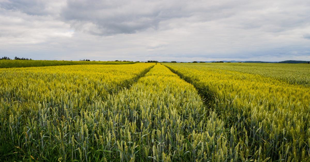 Raised bed farming a new revolution in wheat production