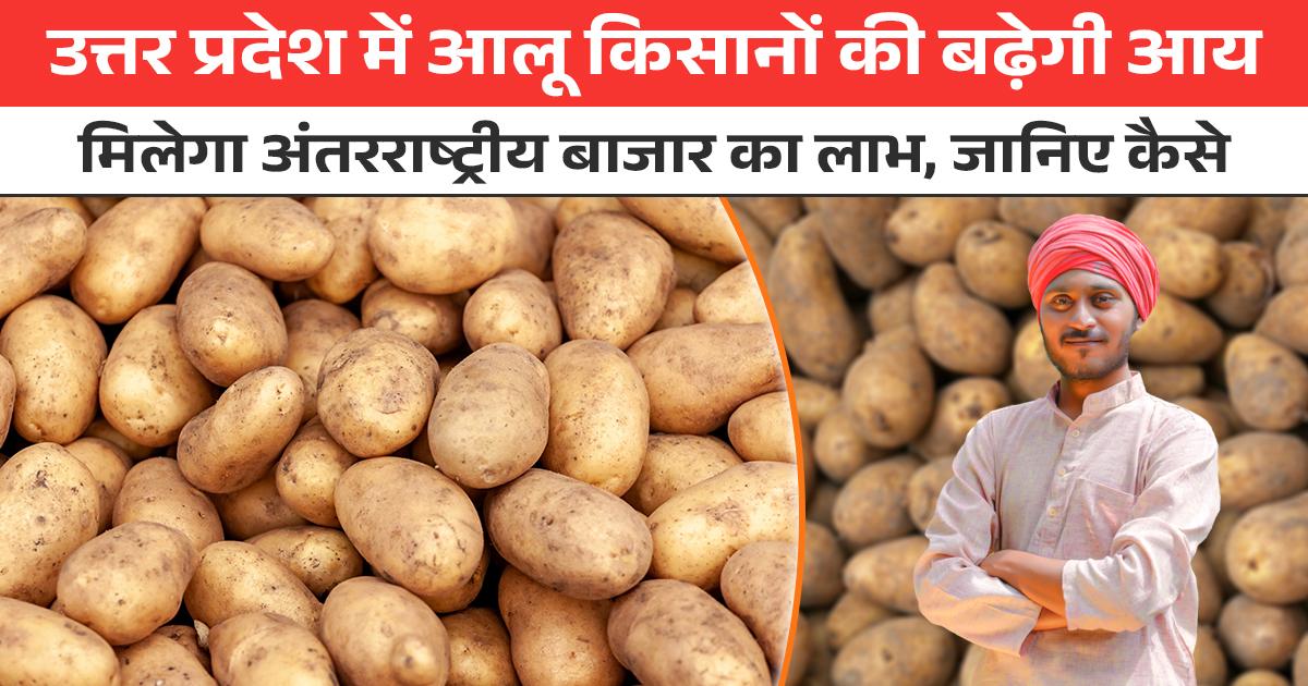 अंतरराष्ट्रीय बाजार में यूपी का आलू
