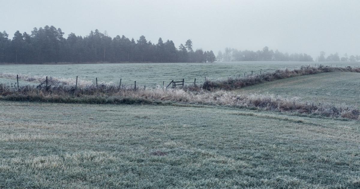 Cold Wave