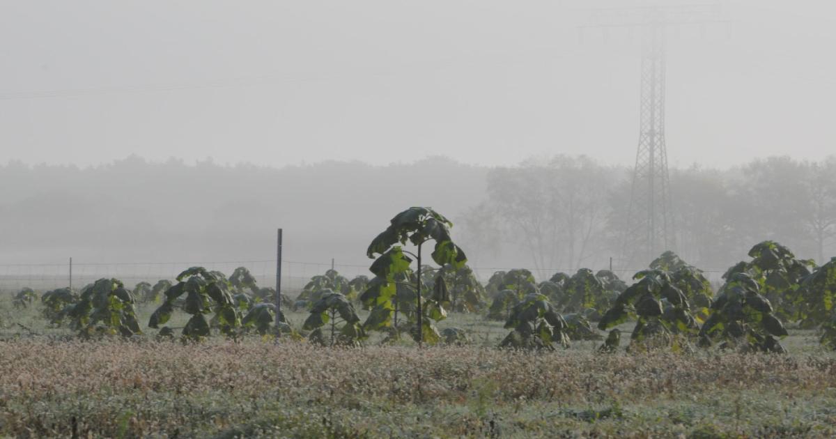 Fog and cold wave alert