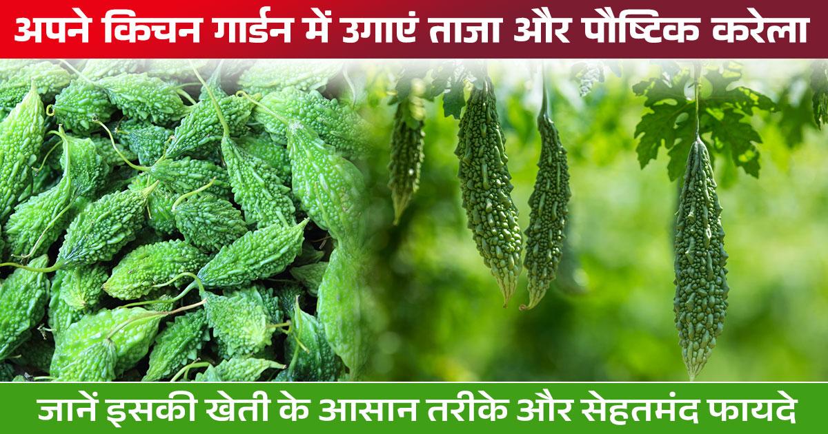 किचन गार्डन में करेले की खेती