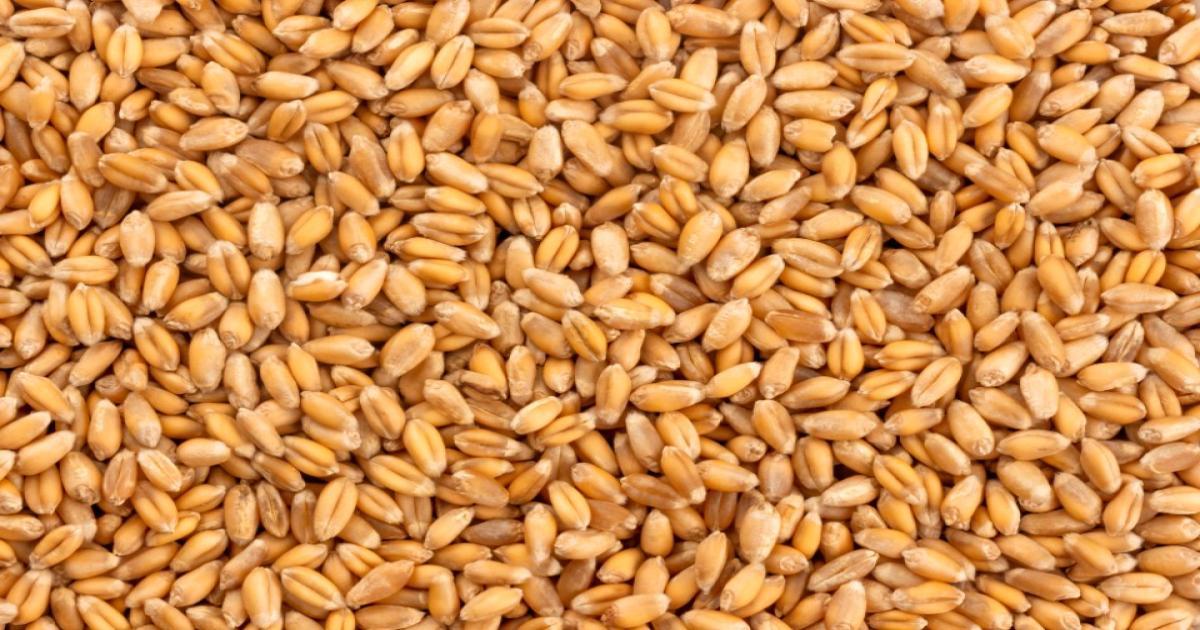 Wheat