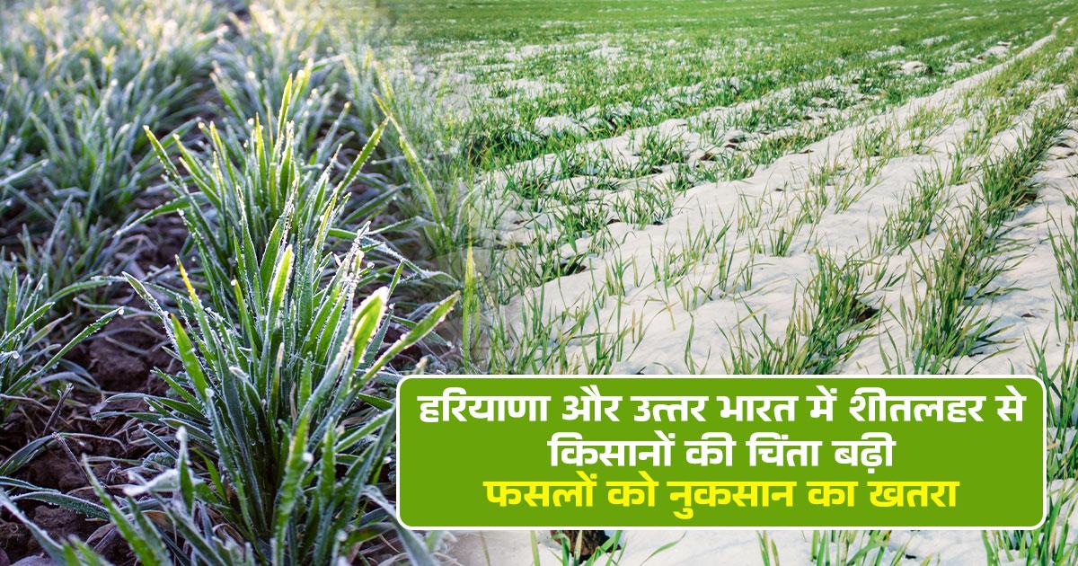 पाले से बचाव के उपाय