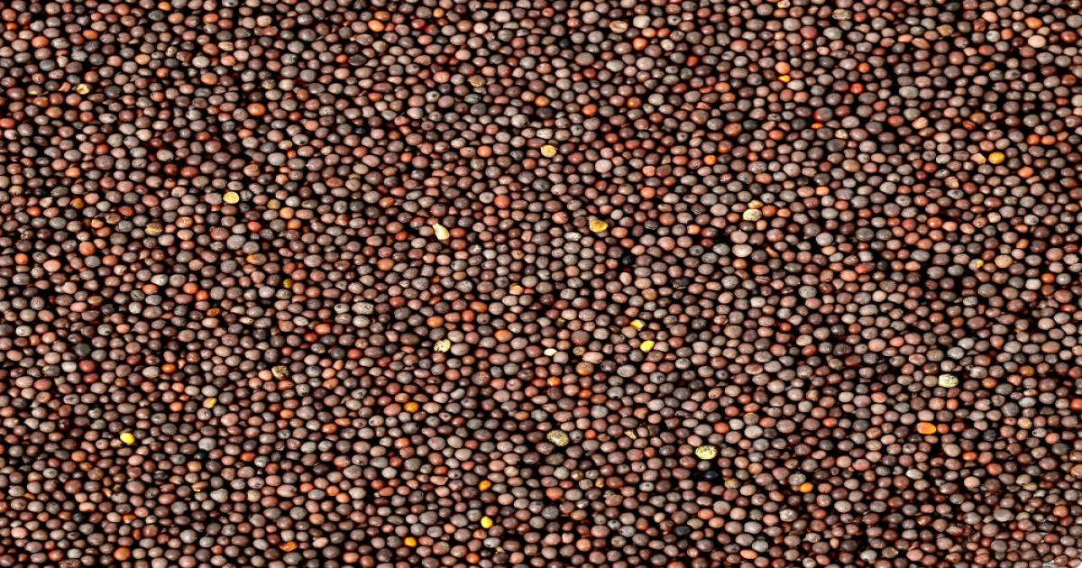 सरसों का मंडी भाव आज का