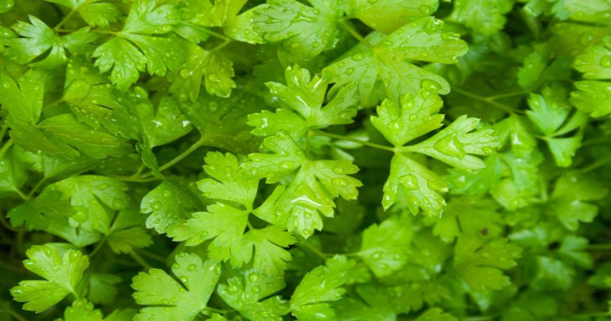 Green coriander