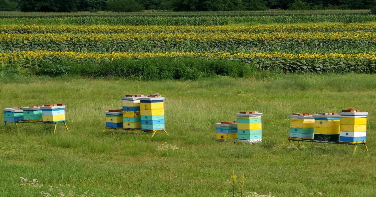 Honey Production Policy for Landless Farmers