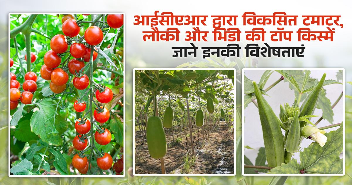 टमाटर, लौकी और भिंडी