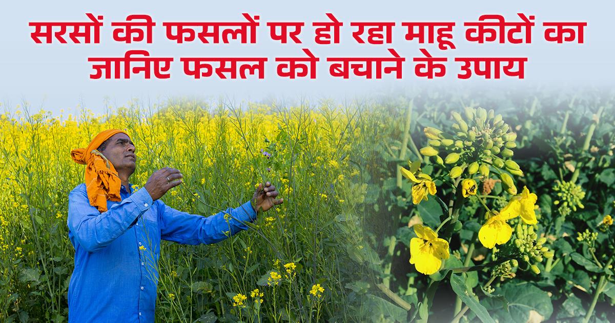 माहू कीट का प्रकोप