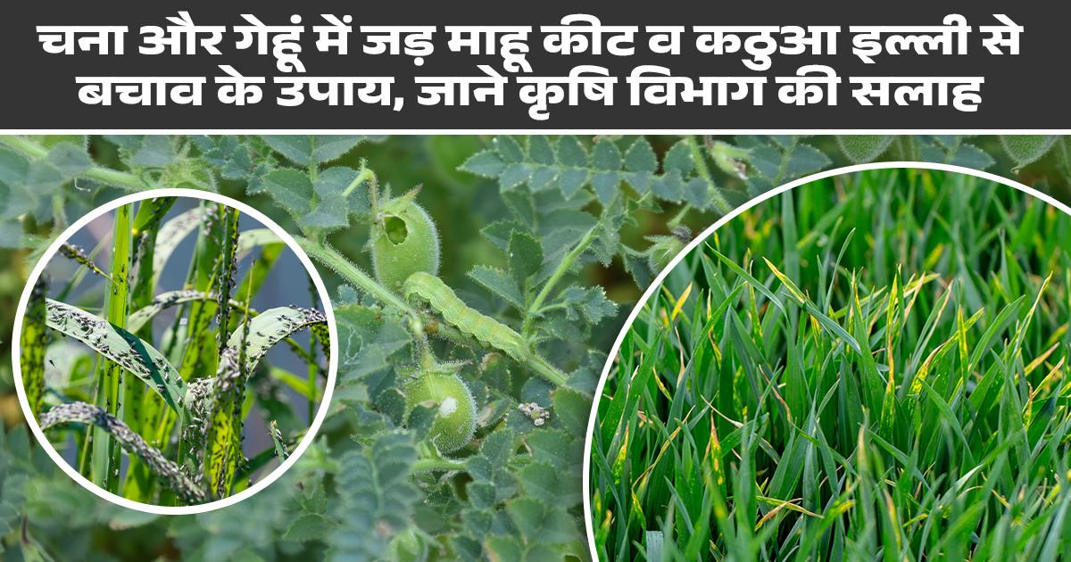 Pests and diseases of wheat and gram