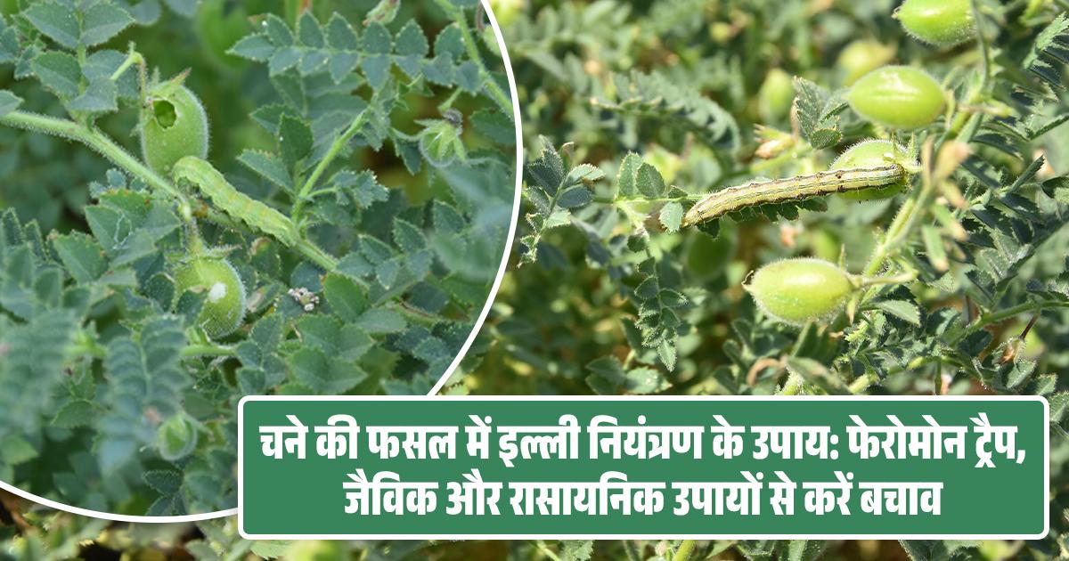 Chickpea Pest Control