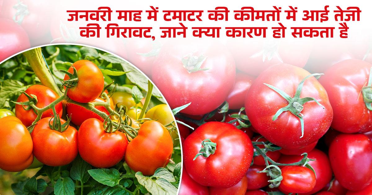 टमाटर के दाम में गिरावट