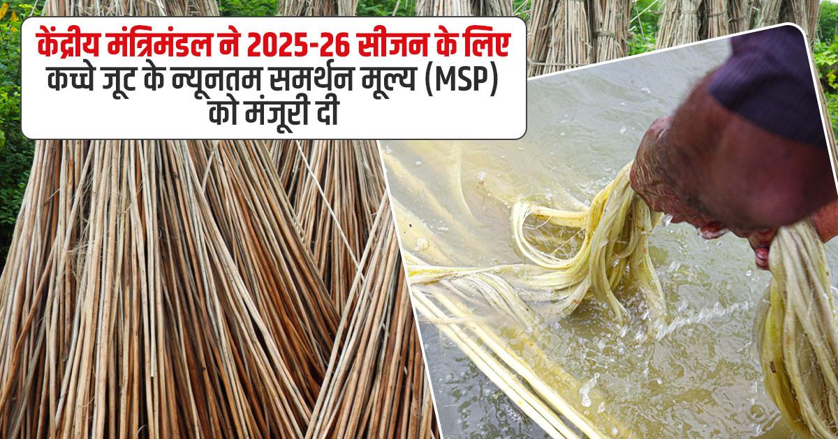 MSP of raw jute in 2025-26