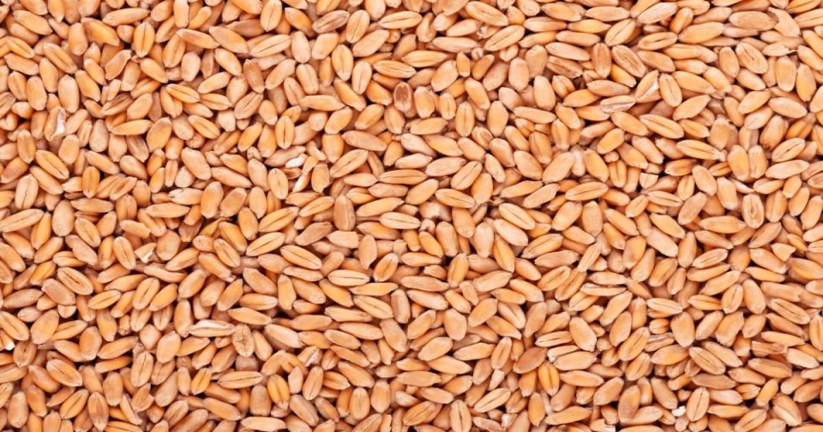 Wheat
