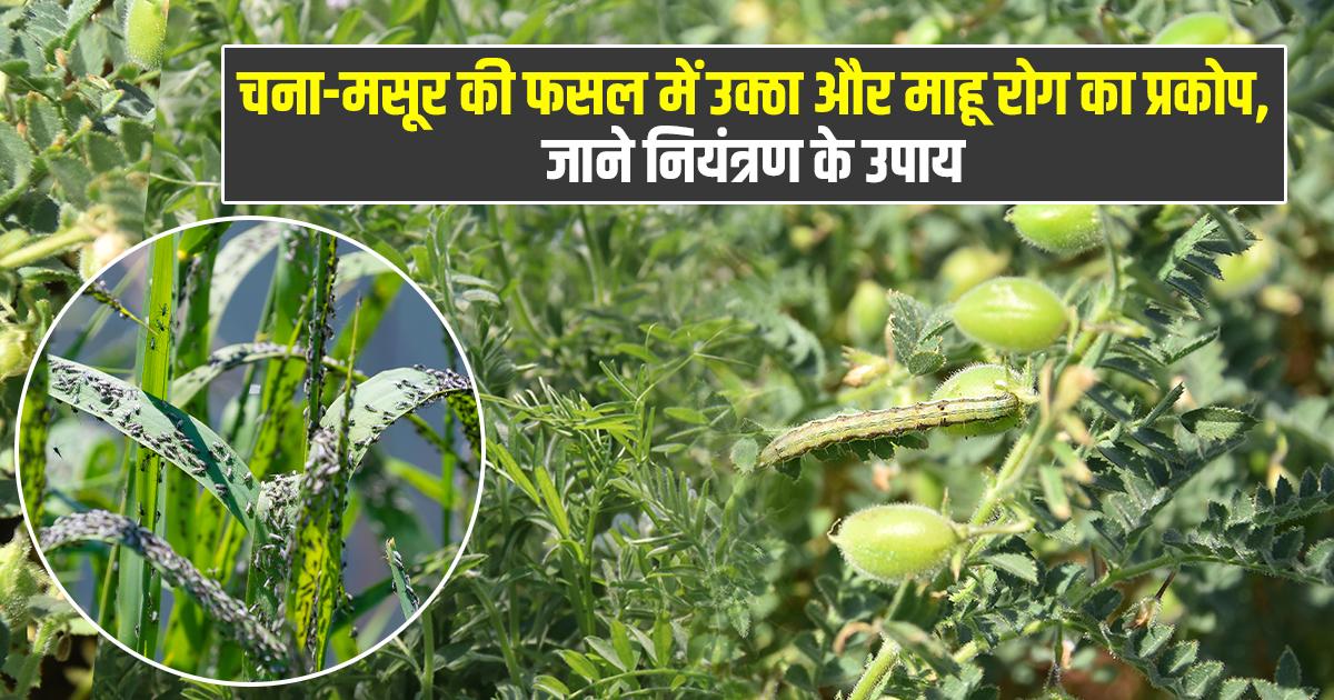 चने और मसूर की फसल में रोग