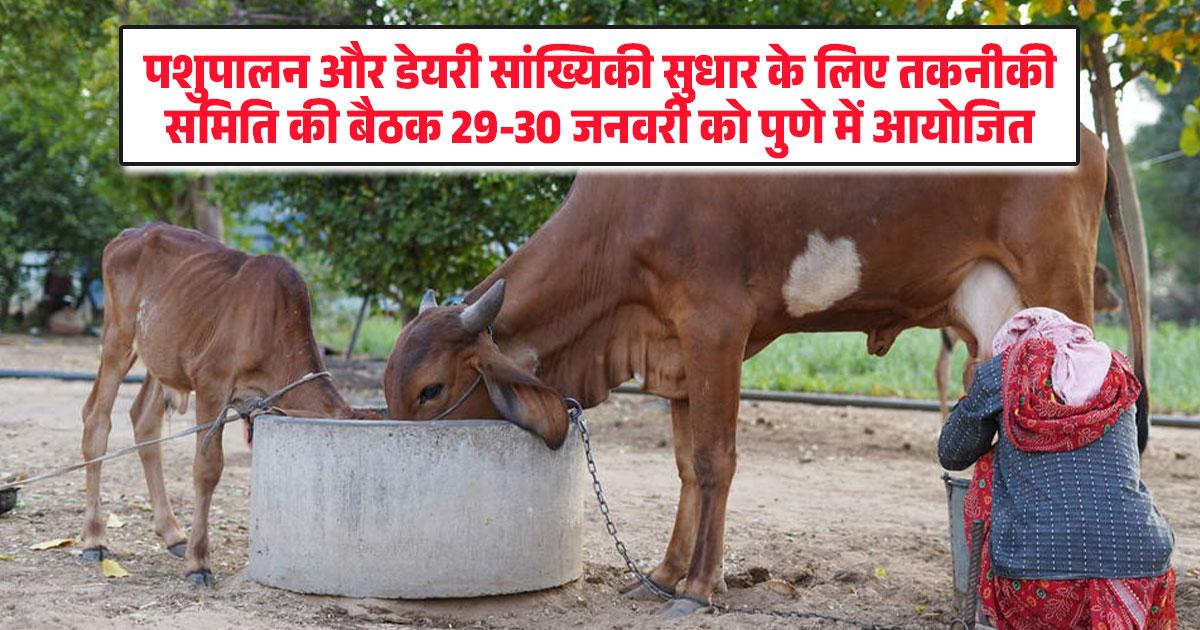 Livestock and dairy industry