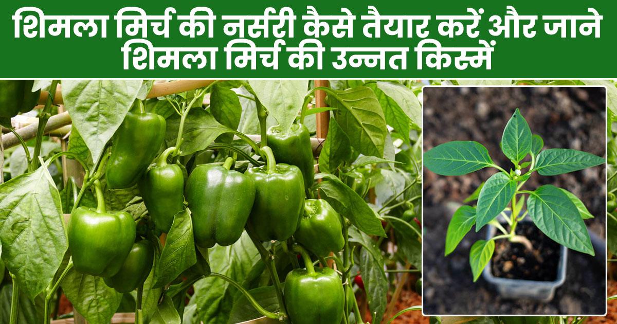 शिमला मिर्च की नर्सरी तैयार करने का सही तरीका