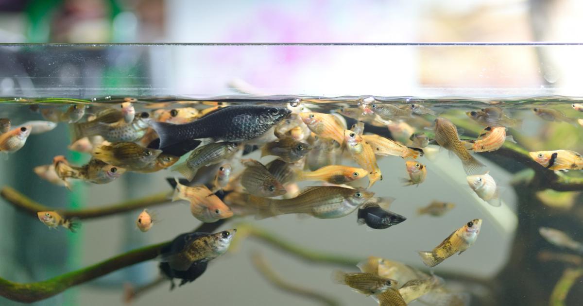 मत्स्य पालन