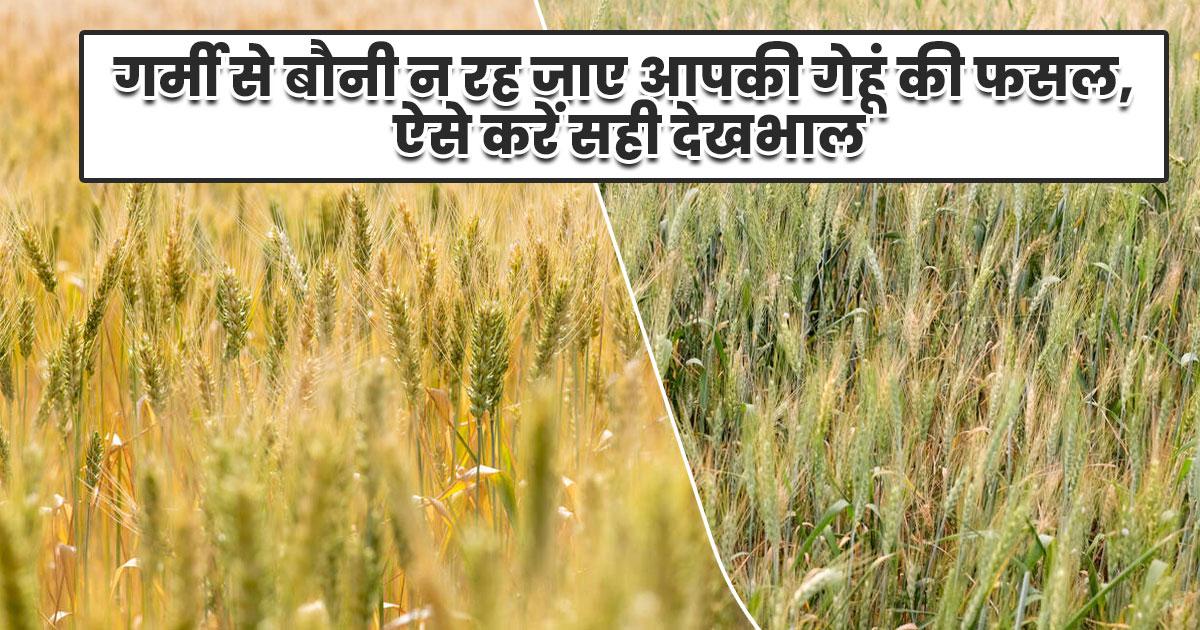 गेहूं की फसल की सुरक्षा के लिए जरूरी उपाय
