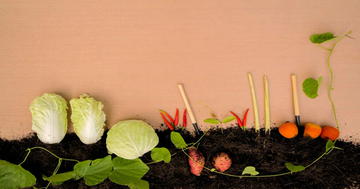 ग्रीष्मकालीन सब्जियों की बुवाई