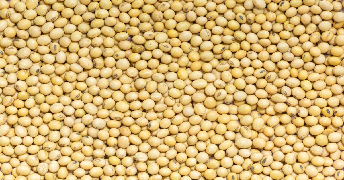 Soybean