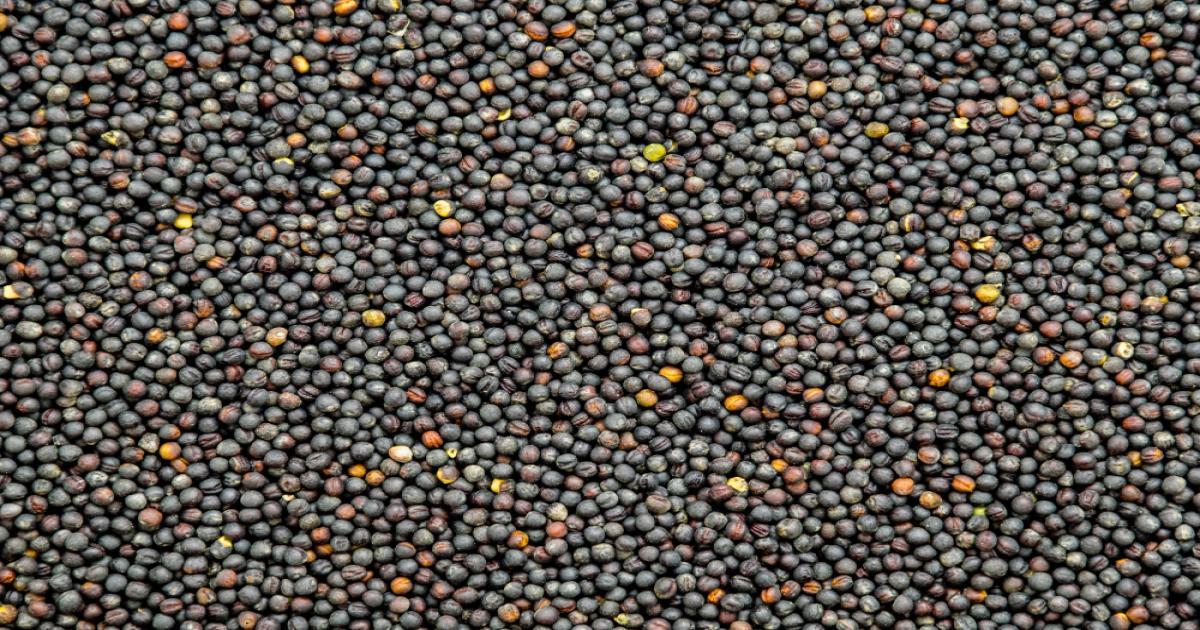 उत्तर प्रदेश में आज का सरसों का भाव