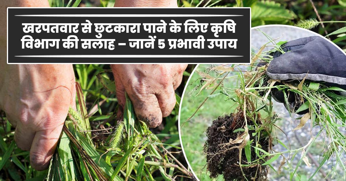 फसल को खरपतवार से बचाने के 5 शानदार तरीके