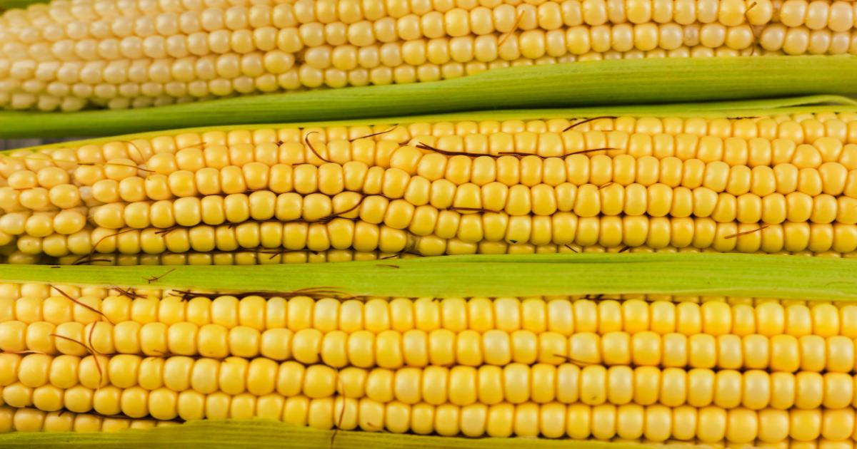 Maize Prices Today in Maharashtra