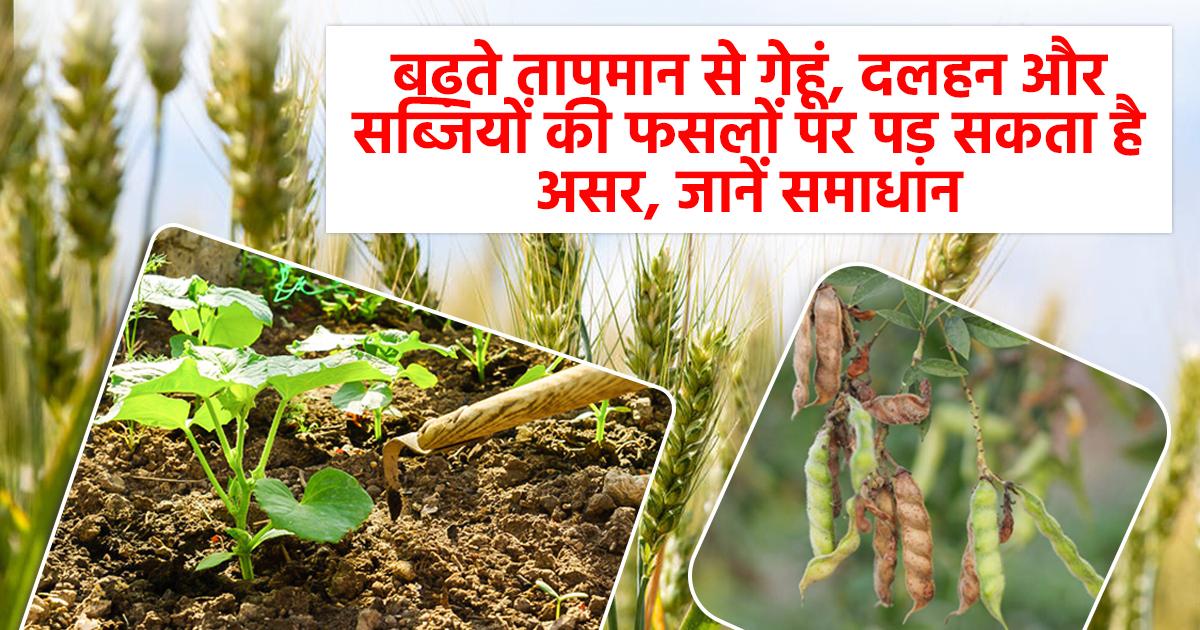 बढ़ते तापमान से फसलों का नुकसान