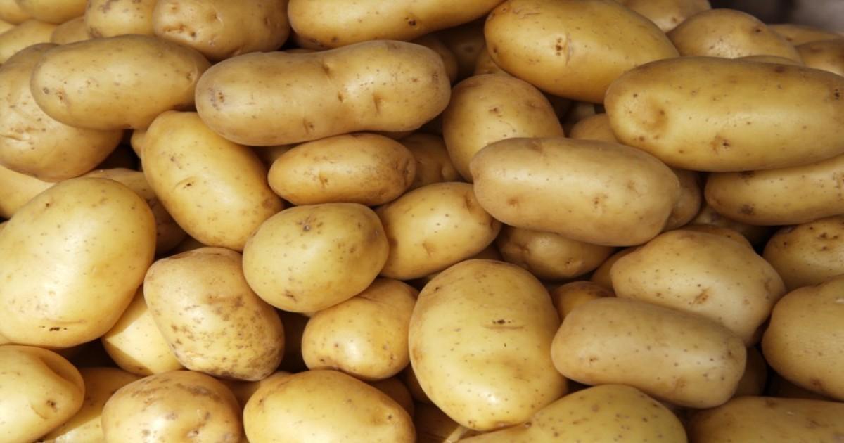 Potato rate today in Gujarat and Bihar (March 19, 2025) | KhetiVyapar