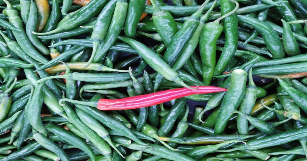 Green Chilli Prices Today in Haryana