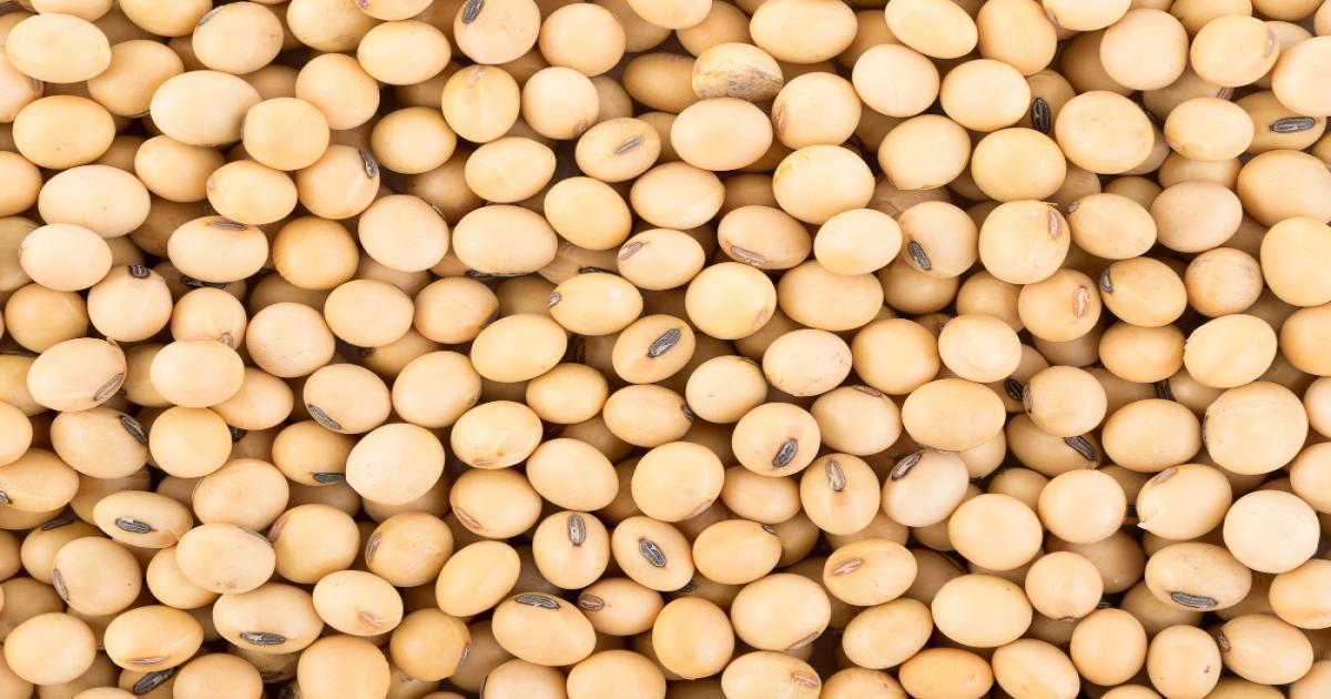गुजरात में सोयाबीन का मंडी भाव गुजरात में सोयाबीन का मंडी भाव