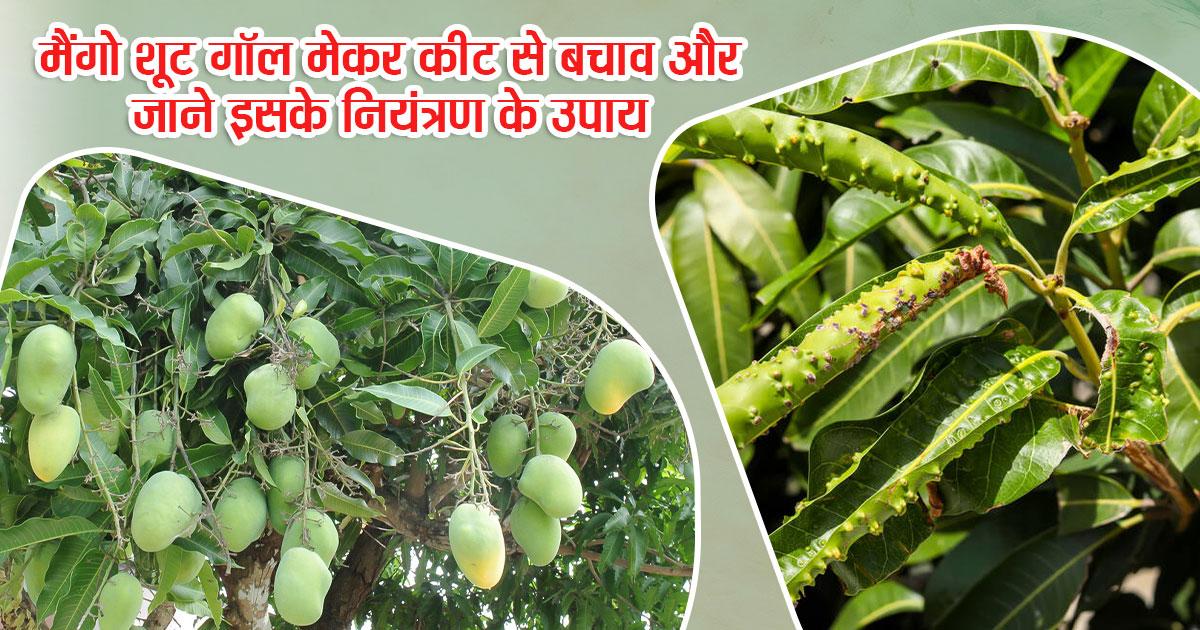 मैंगो शूट गॉल मेकर कीट