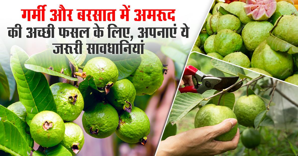 Guava Cultivation