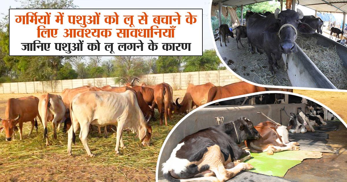 Measures to protect animals from heat stroke