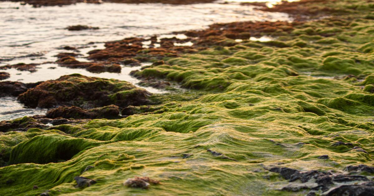Seaweed Farming