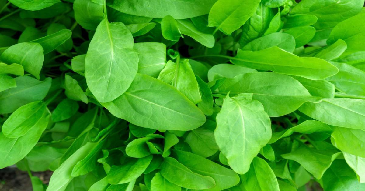 Spinach Prices Today in Uttar Pradesh