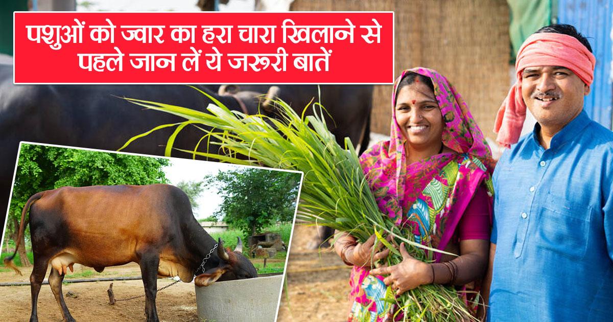 Do not make these two mistakes before feeding millet to animals