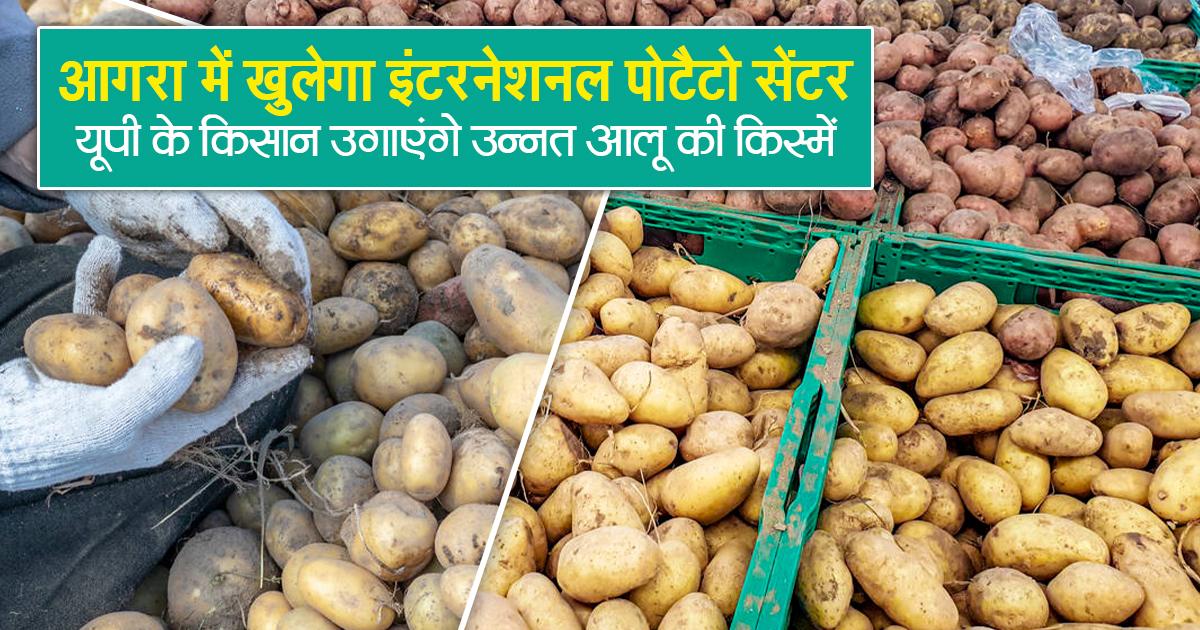 Golden opportunity for potato farmers of UP