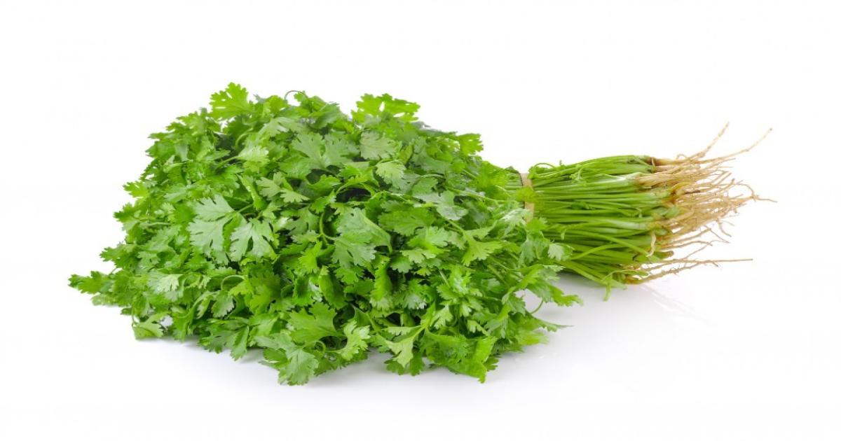 Coriander Leaves Prices Today in Haryana