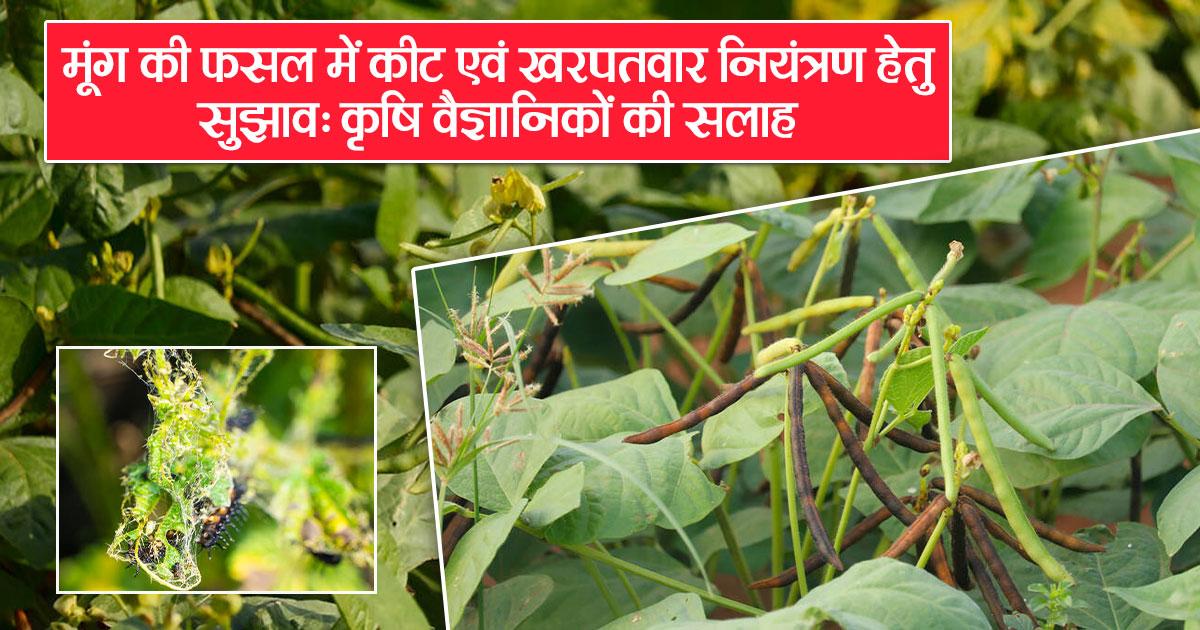 Experts’ Tips for Pest and Weed Control in Moong Crop