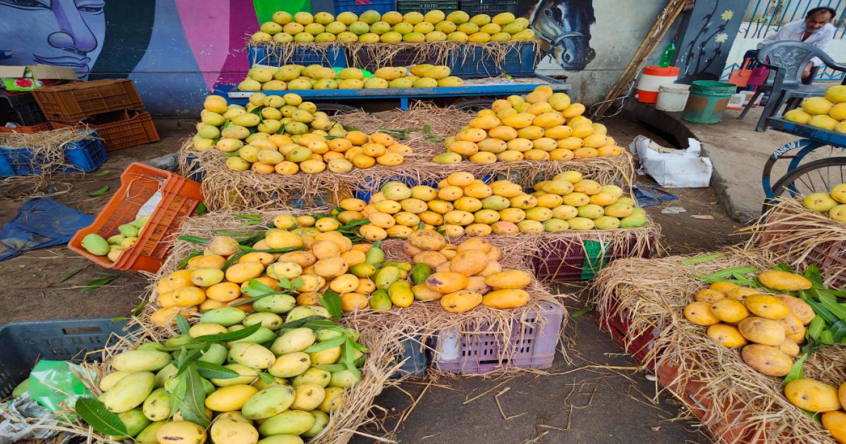 हरियाणा में आज का आम का भाव