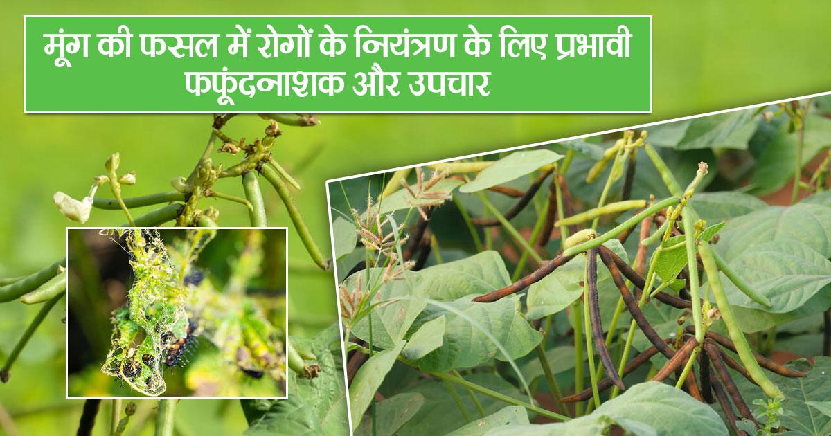 मूंग के रोगों पर नियंत्रण