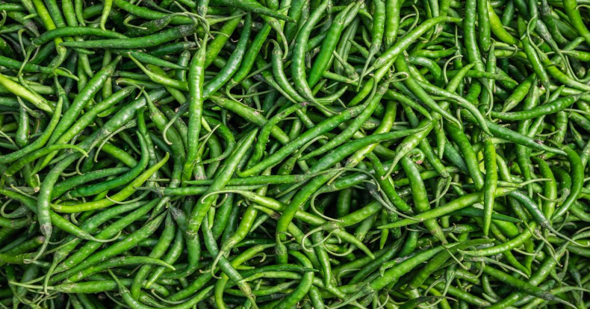 Green Chili price in Uttar Pradesh